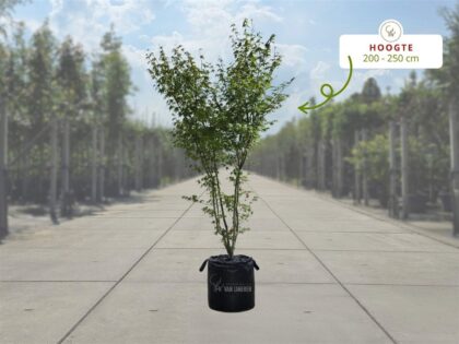 Japanse Esdoorn Meerstammig