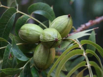 Pecannotenboom 'Pawnee'
