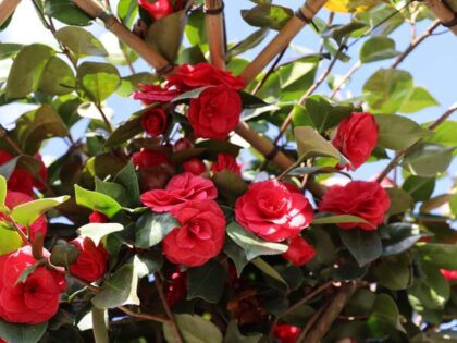 Japanse Roos Meerstammig