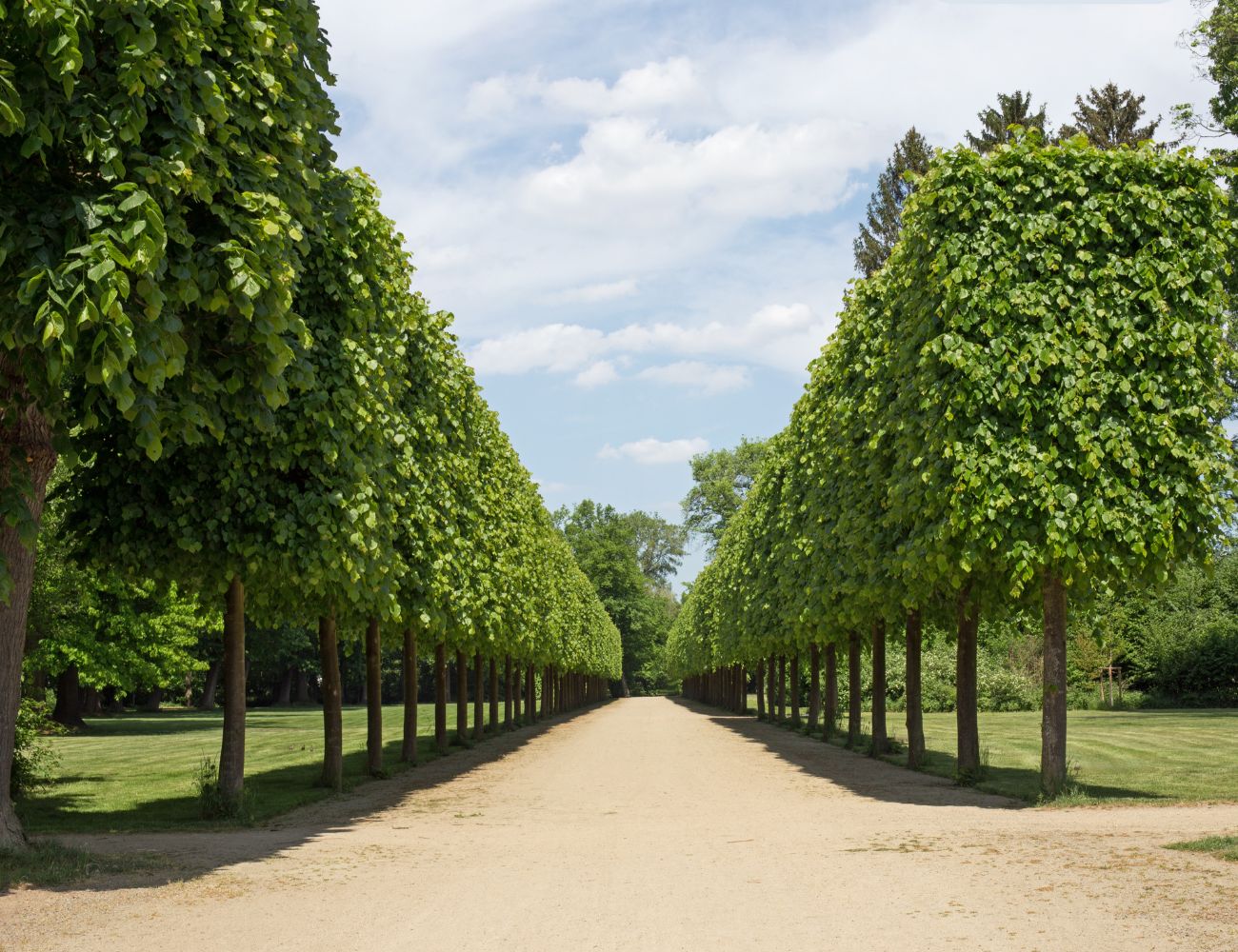11X MOOISTE BOMEN VOOR JOUW TUIN visual data 4