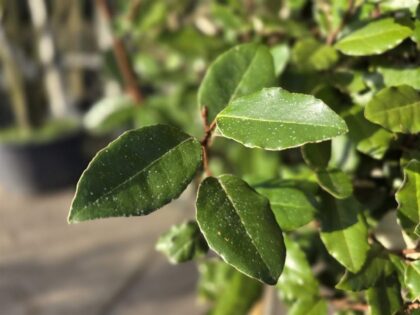 Olijfwilg ‘Compacta’