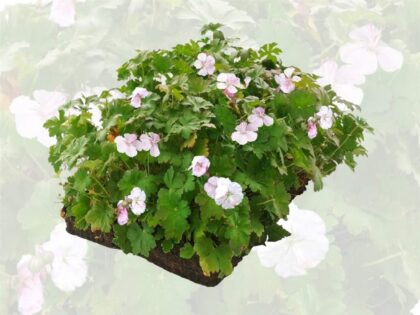 Ooievaarsbek Plantenmat