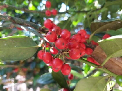 Lei Hulst 'Nellie Stevens'