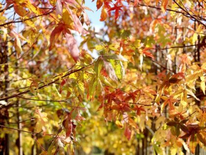 Dak Amberboom 'Worplesdon'