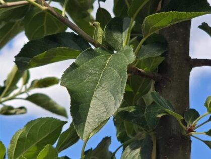Appelboom 'Ecolette'