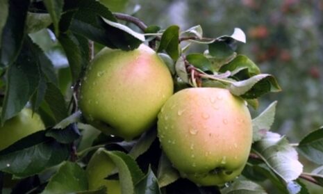 Appelboom 'Golden Delicious'