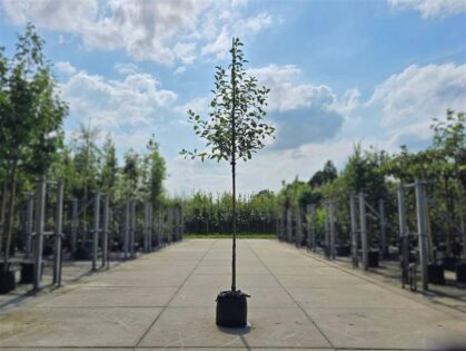 Appelboom 'Notarisappel'