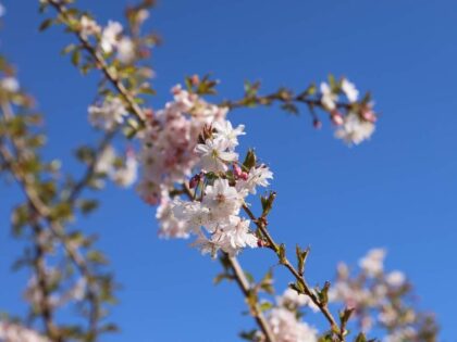 Sierkers 'Autumnalis Rosea'