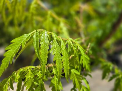 Fluweelboom 'Dissecta' Meerstammig