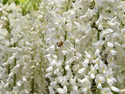 Witte regen 'Longissima 'Alba'