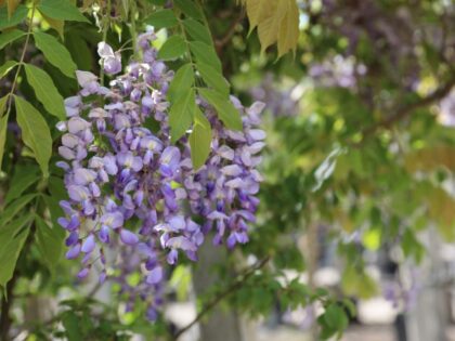 Blauwe regen Meerstammig