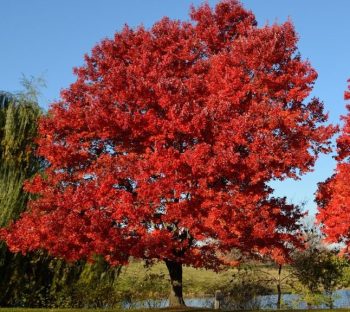 6 bomen die in de herfst prachtig verkleuren