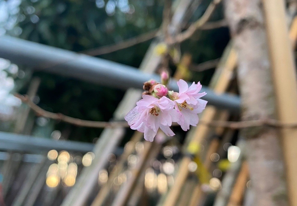 De 5 mooiste bomen voor in een kleine tuin - van ijmeren boomkwekerij