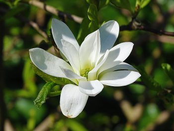 Magnolias 9 prachtig bloeiende
